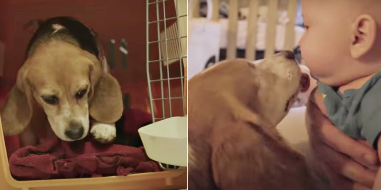 Beagle Who Spent Years In A Lab Cage Finally Leaves Her Cage For A Crying Baby