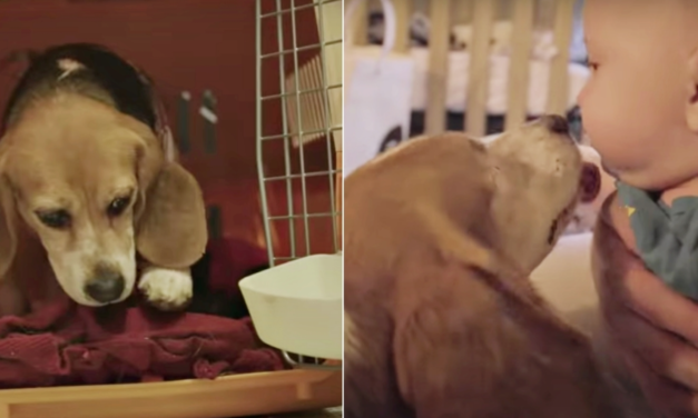Beagle Who Spent Years In A Lab Cage Finally Leaves Her Cage For A Crying Baby