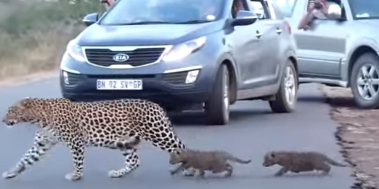 Family Captures Rare Encounter With Leopard Mom Helping Her Cubs to Cross the Road