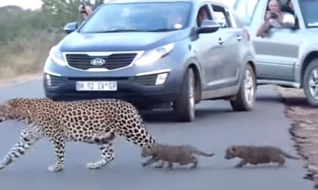 Family Captures Rare Encounter With Leopard Mom Helping Her Cubs to Cross the Road