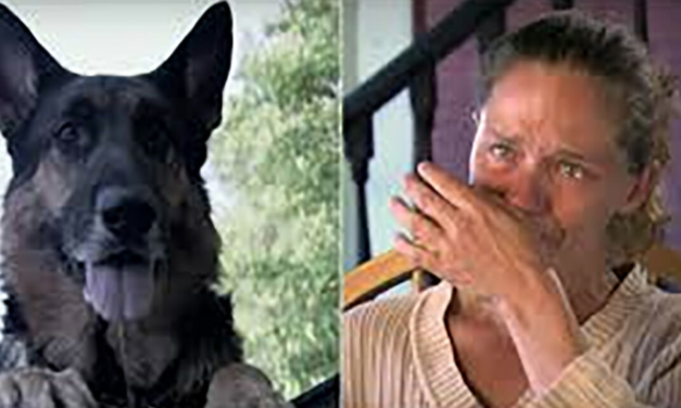 Heroic Stray Dog Pulls Injured Woman From A Car Crash And Saves Her Life