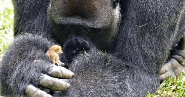 Enormous Rescued Gorilla And Mini Wild Bushbaby Are Becoming Best Friends