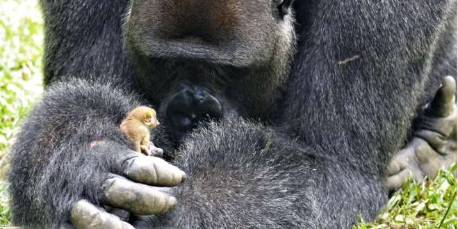 Enormous Rescued Gorilla And Mini Wild Bushbaby Are Becoming Best Friends