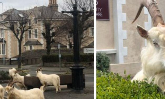 Mountain Goats Take Over Welsh Town, As People Stay Inside