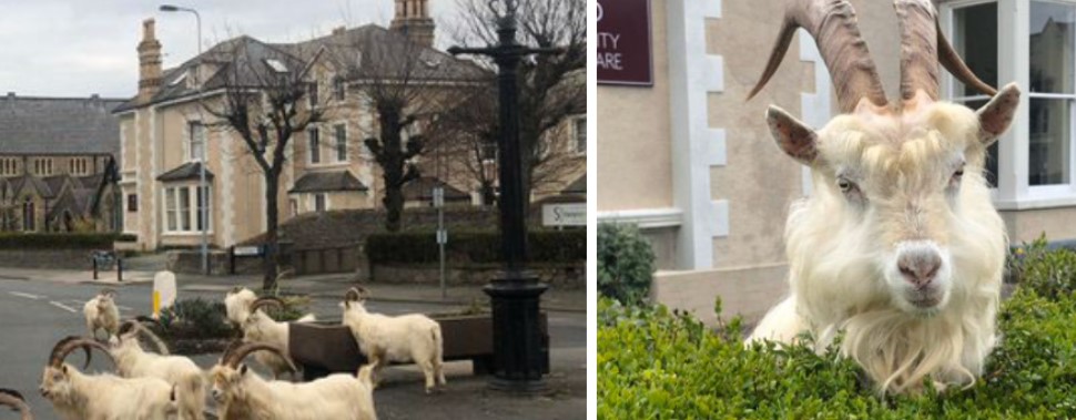 Mountain Goats Take Over Welsh Town, As People Stay Inside