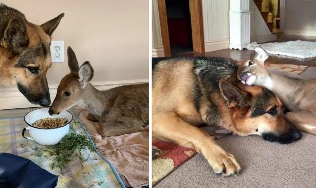 Meet Sarge, The German Shepherd That Is Taking Care For Orphaned And Injured Animals