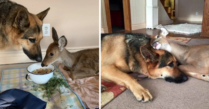 Meet Sarge, The German Shepherd That Is Taking Care For Orphaned And Injured Animals