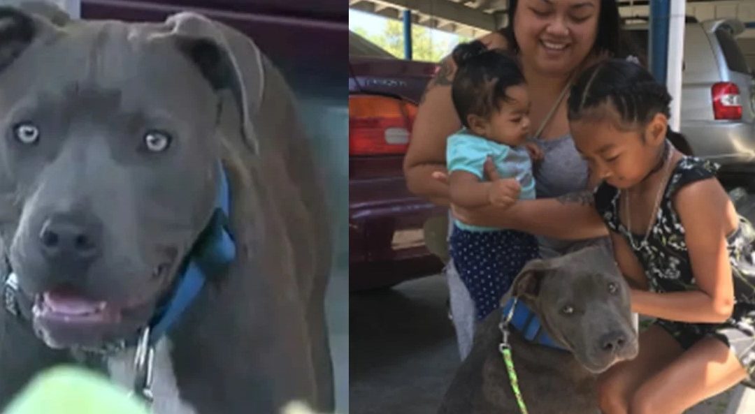 Pit Bull Drags 7 Month-Old-Girl by Diaper And Saves Her From Burning House