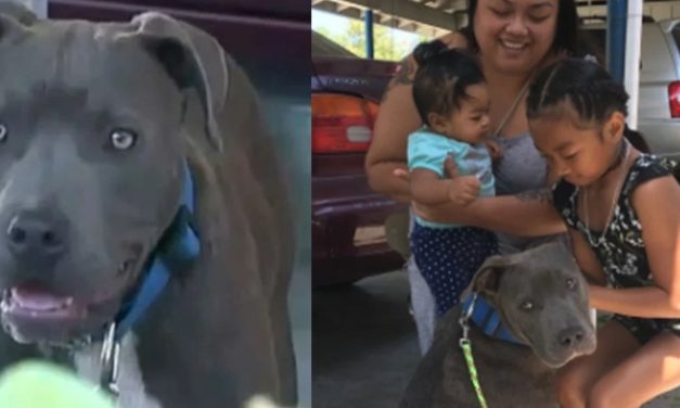 Pit Bull Drags 7 Month-Old-Girl by Diaper And Saves Her From Burning House