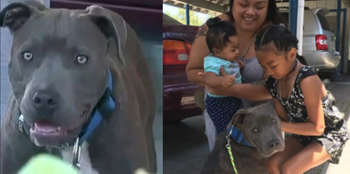 Pit Bull Drags 7 Month-Old-Girl by Diaper And Saves Her From Burning House