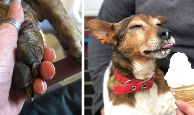 Woman Creates Dog “Hospice” To Take Care Of Abandoned Terminally Ill Dogs With Few Months Left To Live