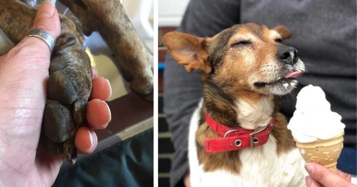 Woman Creates Dog “Hospice” To Take Care Of Abandoned Terminally Ill Dogs With Few Months Left To Live