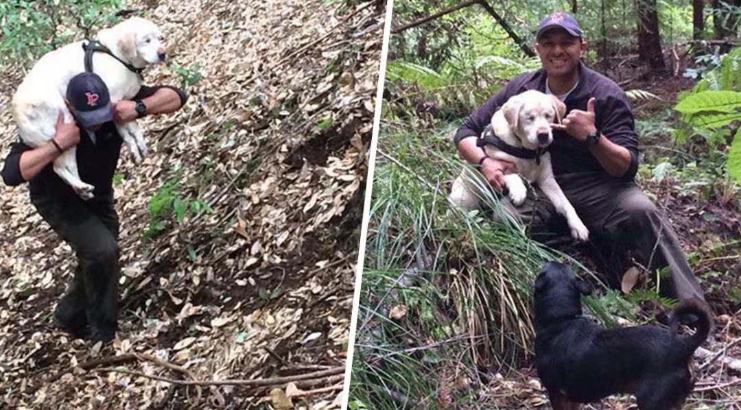 Man Rescues Blind Dog Lost in Woods For 1 Week, Then Turns Down Reward