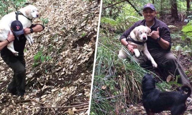 Man Rescues Blind Dog Lost in Woods For 1 Week, Then Turns Down Reward