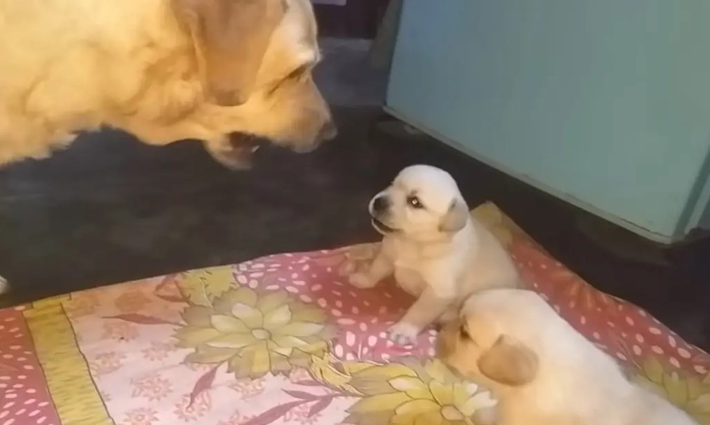 Mama Dog Ends Fight Between Her Puppies In The Perfect Way