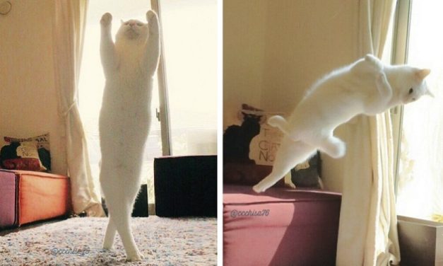 Cat Does Splendid Ballet Dancing When Left Alone At Home