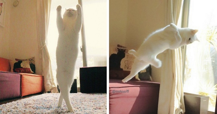 Cat Does Splendid Ballet Dancing When Left Alone At Home