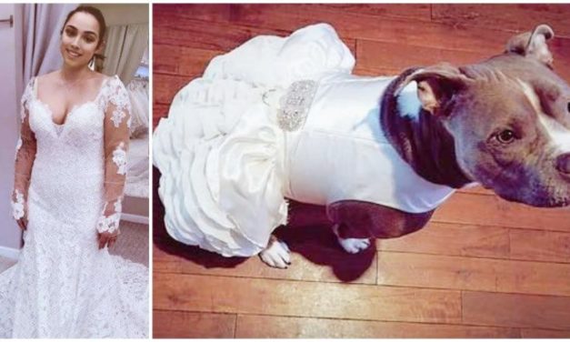 Bride Gets A Matching Wedding Dress For Her Pit Bull