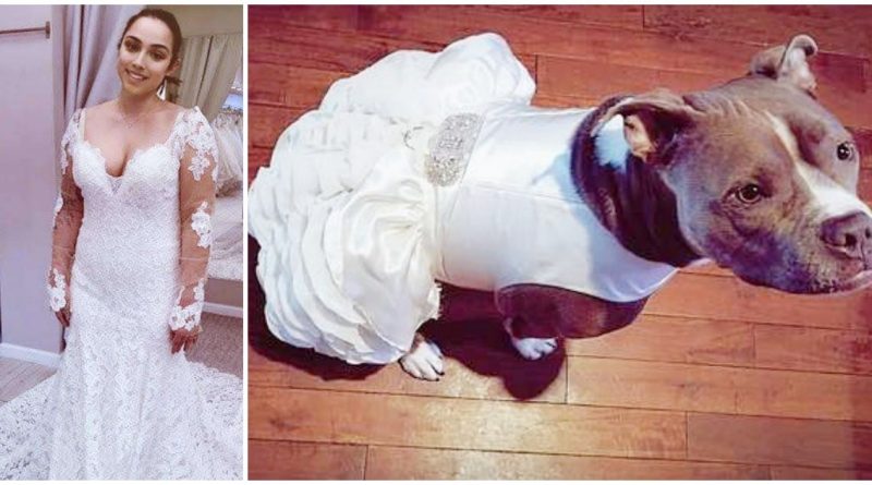 Bride Gets A Matching Wedding Dress For Her Pit Bull