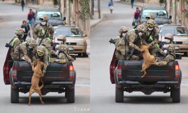 Abandoned Dogs Chase Military Cars And End Up Being Adopted