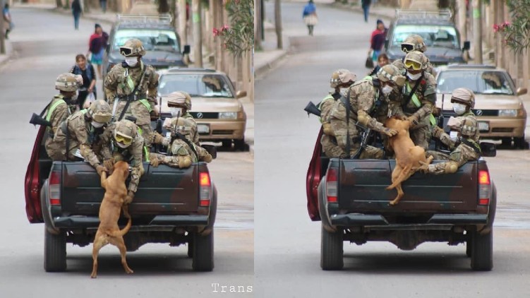 Abandoned Dogs Chase Military Cars And End Up Being Adopted