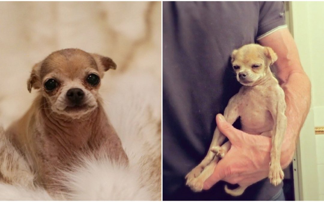 Man Rescues Old And Abused Dog By His Previous Owner To Give Him The Life He Deserves