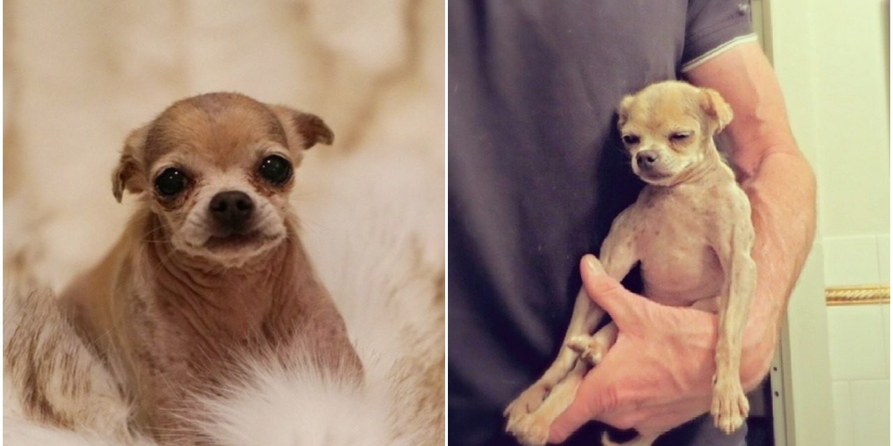 Man Rescues Old And Abused Dog By His Previous Owner To Give Him The Life He Deserves