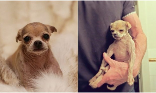 Man Rescues Old And Abused Dog By His Previous Owner To Give Him The Life He Deserves