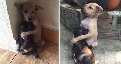 Stray Puppies Won’t Stop Hugging Each Other Since They Were Adopted