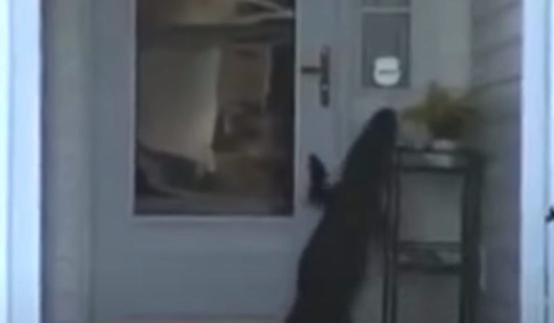 Woman Answers Her Door Only To Find An Alligator Ringing It