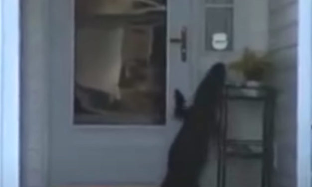 Woman Answers Her Door Only To Find An Alligator Ringing It