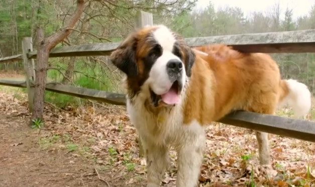 Watch the moment an abandoned, 130-pound St. Bernard finally sees his forever home