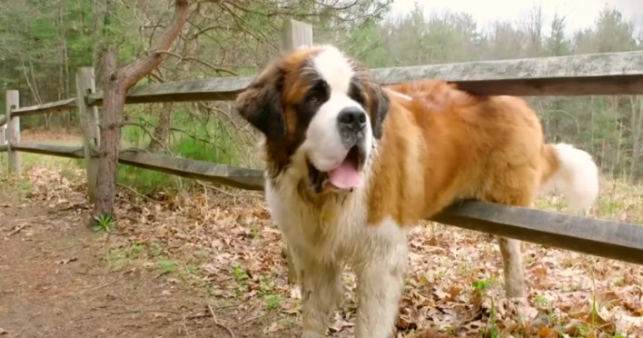 Watch the moment an abandoned, 130-pound St. Bernard finally sees his forever home
