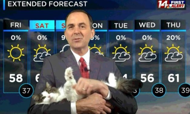 Betty ‘The Weather Cat’ Decides To Join Her Dad’s Work From Home And Goes Viral