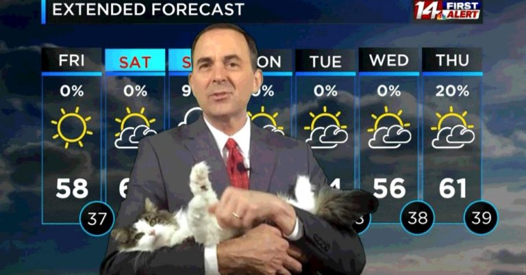 Betty ‘The Weather Cat’ Decides To Join Her Dad’s Work From Home And Goes Viral