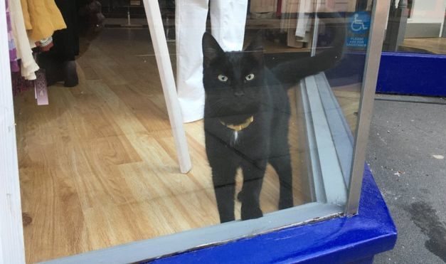 Man Finds His Lost Cat In Window Of Closed Charity Shop