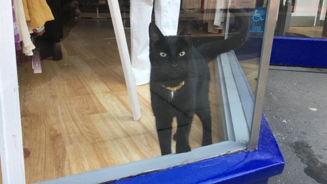 Man Finds His Lost Cat In Window Of Closed Charity Shop