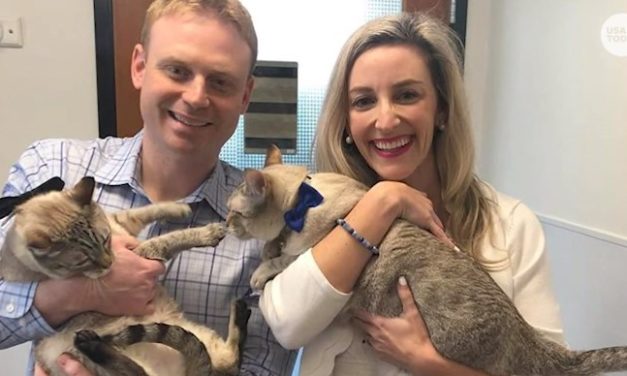 Couple Cancels Wedding Because Of Coronavirus And Adopts Cats