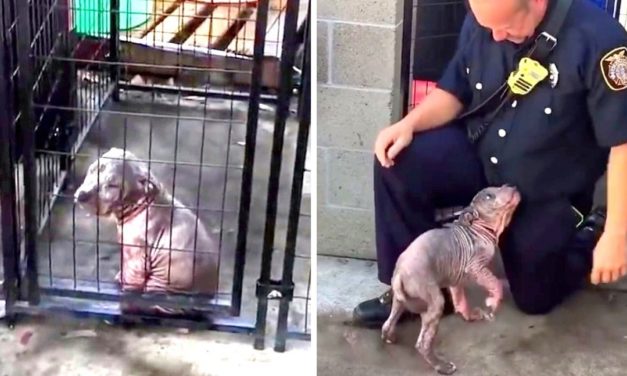 Fireman Visits Abused Pit Bull That He Saved, Pup Clings To Him & Won’t Let Go