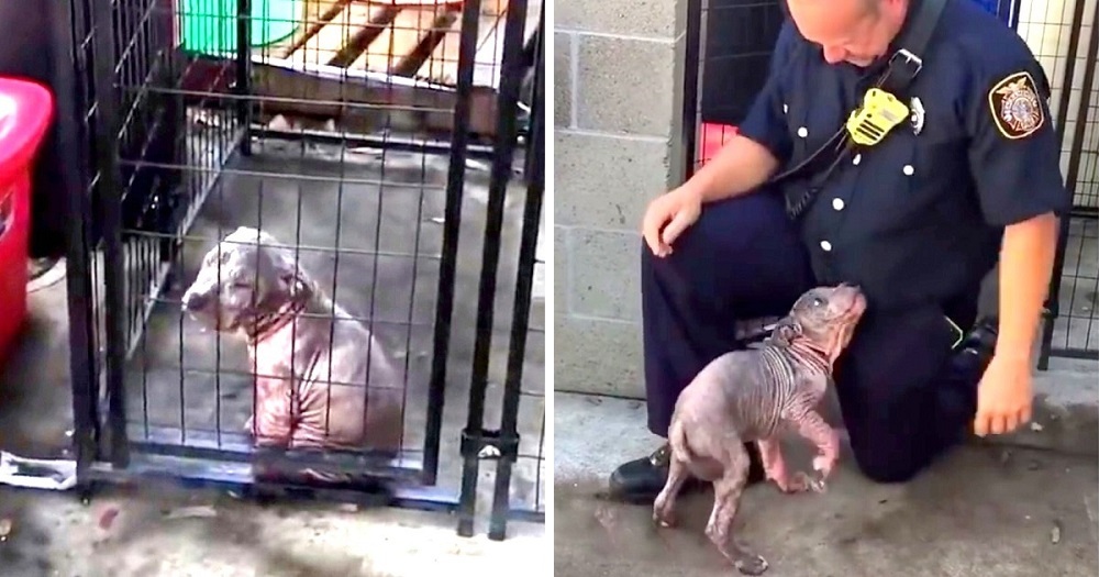 Fireman Visits Abused Pit Bull That He Saved, Pup Clings To Him & Won’t Let Go