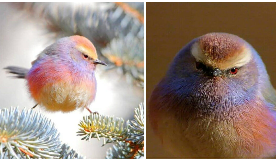 Meet The White-Browed Tit-Warbler, The Rainbow Colored Bird In Extinction
