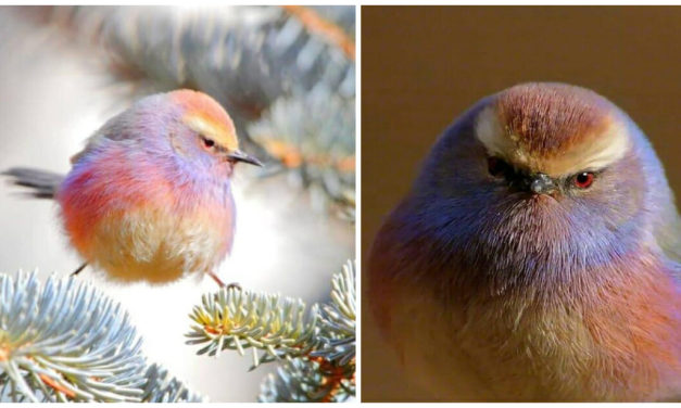 Meet The White-Browed Tit-Warbler, The Rainbow Colored Bird In Extinction