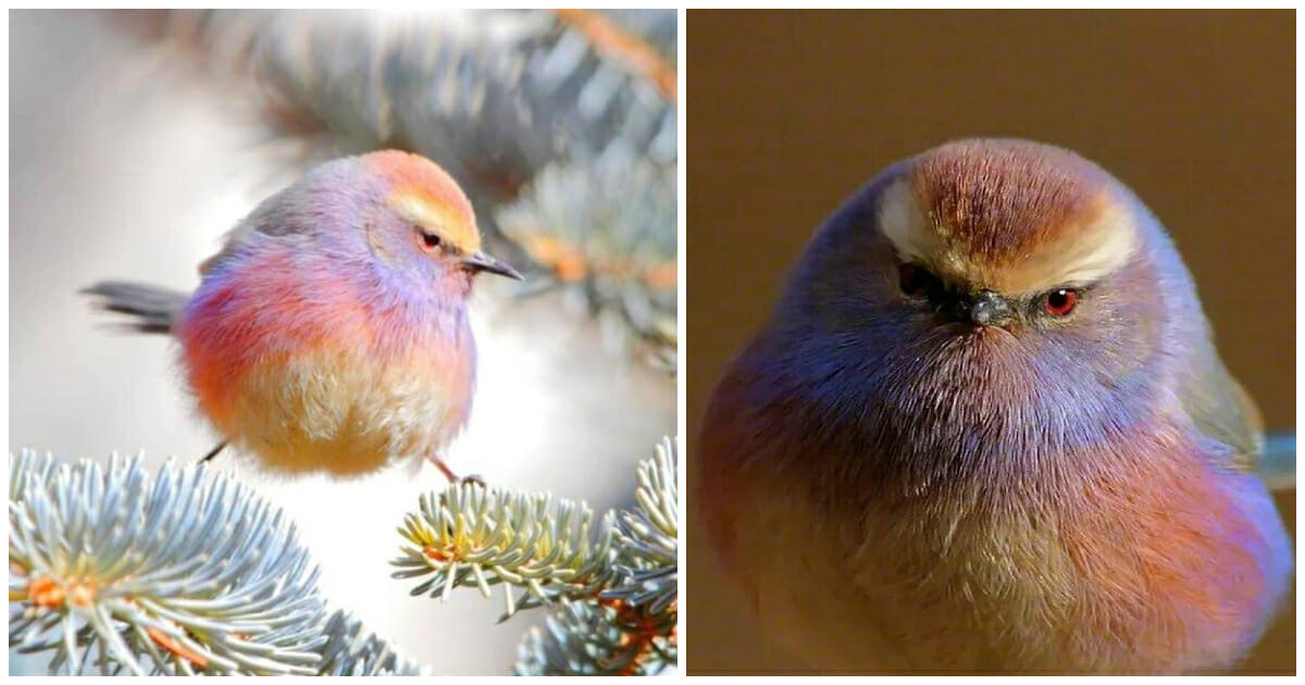 Meet The White-Browed Tit-Warbler, The Rainbow Colored Bird In Extinction