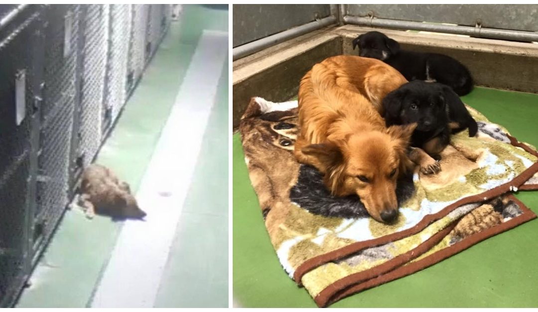 Mother Dog Escapes From Kennel To Comfort Two Scared Foster Puppies