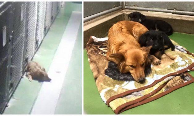 Mother Dog Escapes From Kennel To Comfort Two Scared Foster Puppies