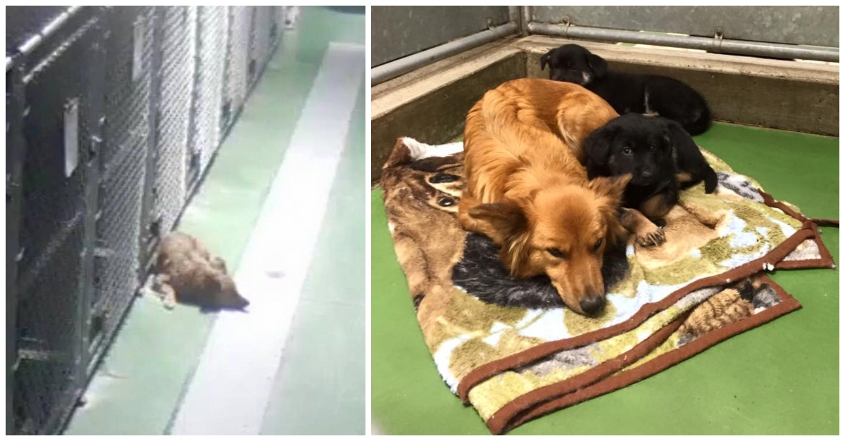 Mother Dog Escapes From Kennel To Comfort Two Scared Foster Puppies