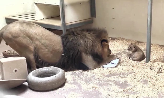 Amazing Footage Shows Majestic Lion Crouching Down to Meet His Cub For The First Time