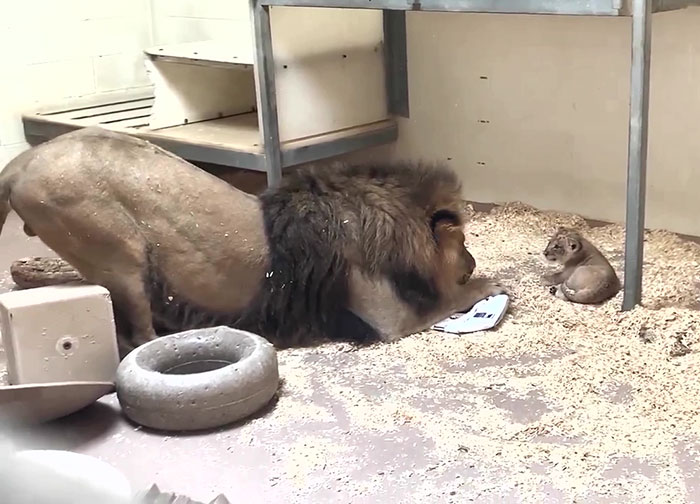 Amazing Footage Shows Majestic Lion Crouching Down to Meet His Cub For The First Time