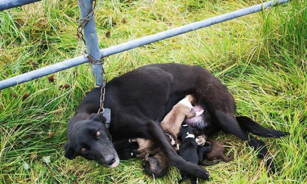Rescue Abandoned Dog Is Found Chained Up To Fence While Nursing Six Newborn Puppies