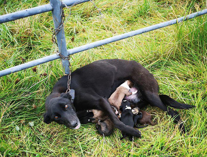 Rescue Abandoned Dog Is Found Chained Up To Fence While Nursing Six Newborn Puppies
